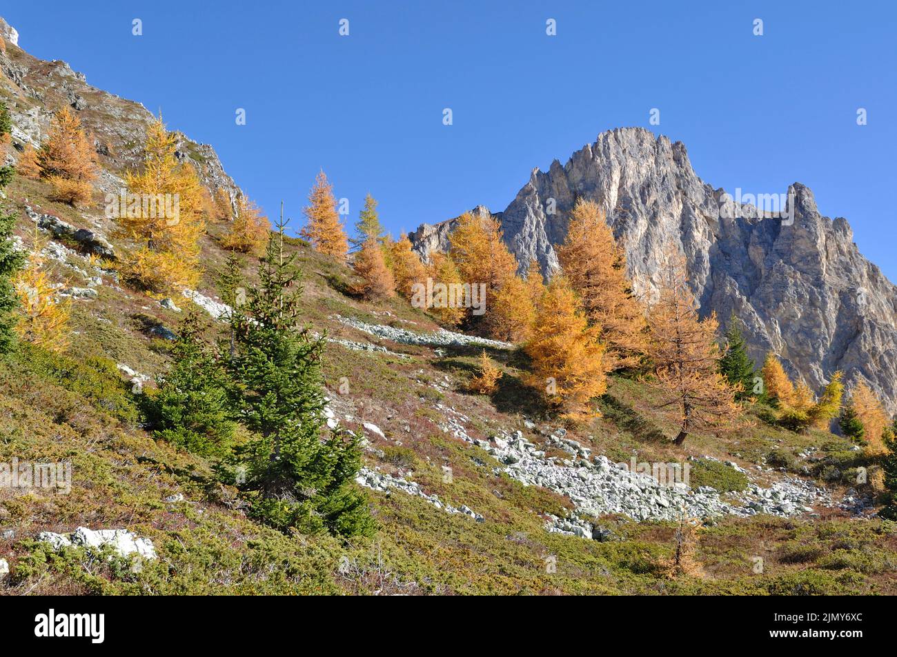 yellow  larche  trees in a beautiful rocky alpine mountain under blue sky in autumn season Stock Photo