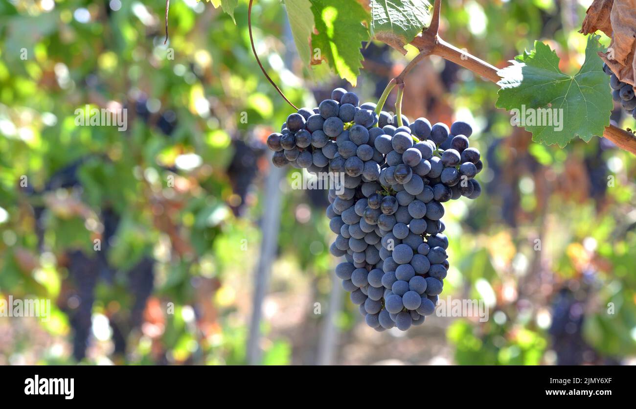 close up on beautiful black grape growing in a sunny vineyard Stock Photo