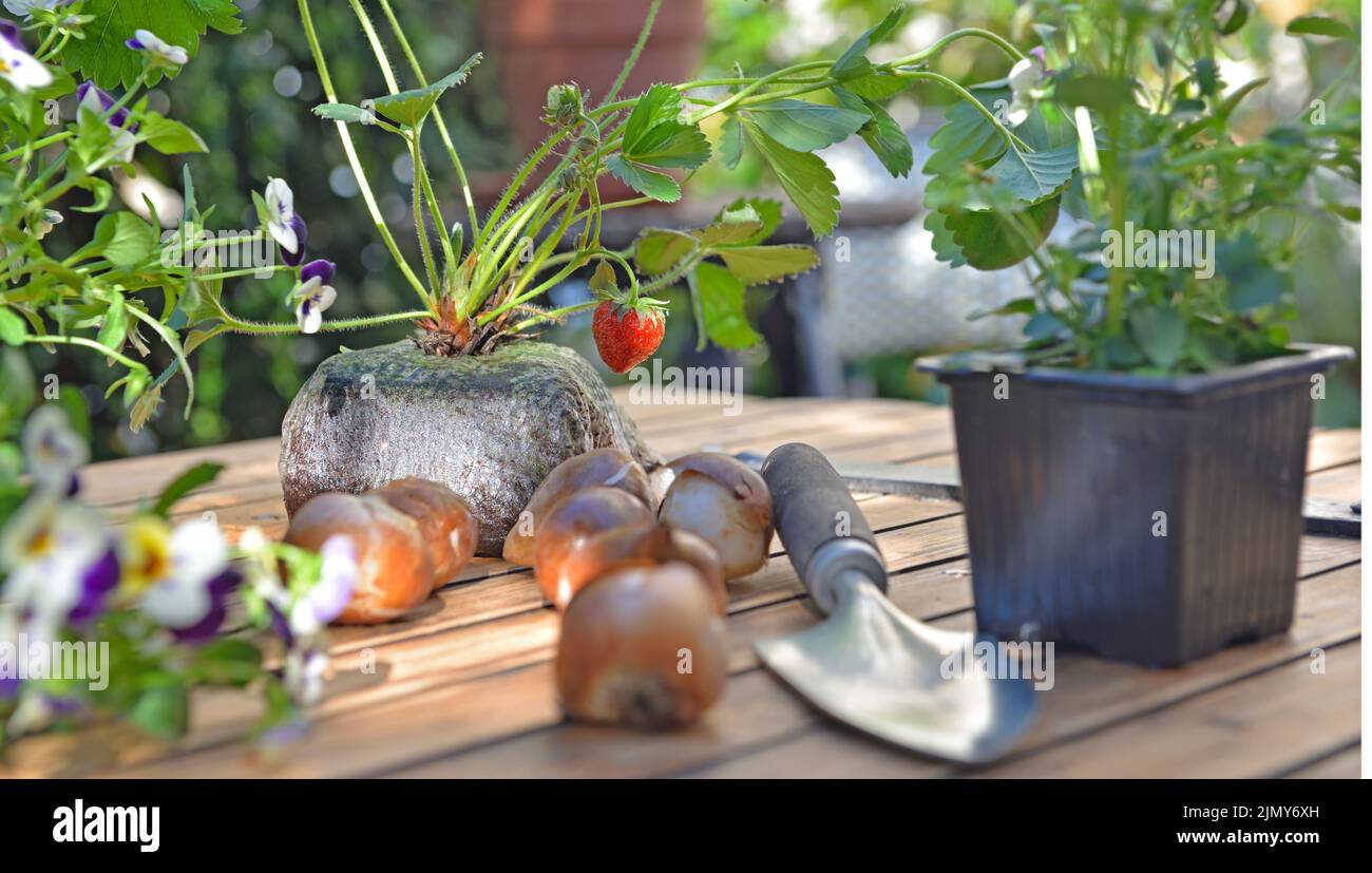 strawberry plant in soil with a fruit  put on a table with bulbs, flowers and shovel to plant in garden Stock Photo