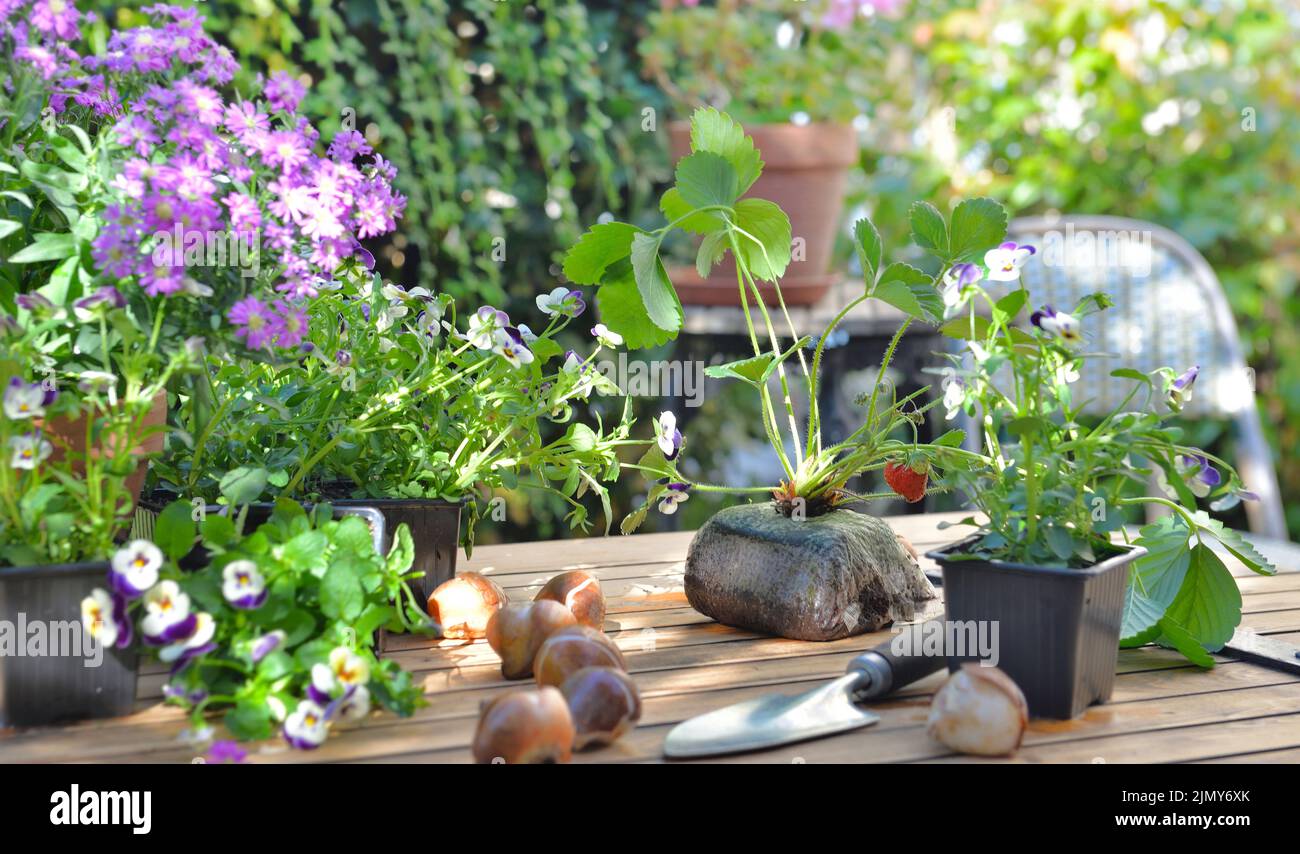 flowers, bulbs  and strawberry plant put on table in a garden for gardening Stock Photo