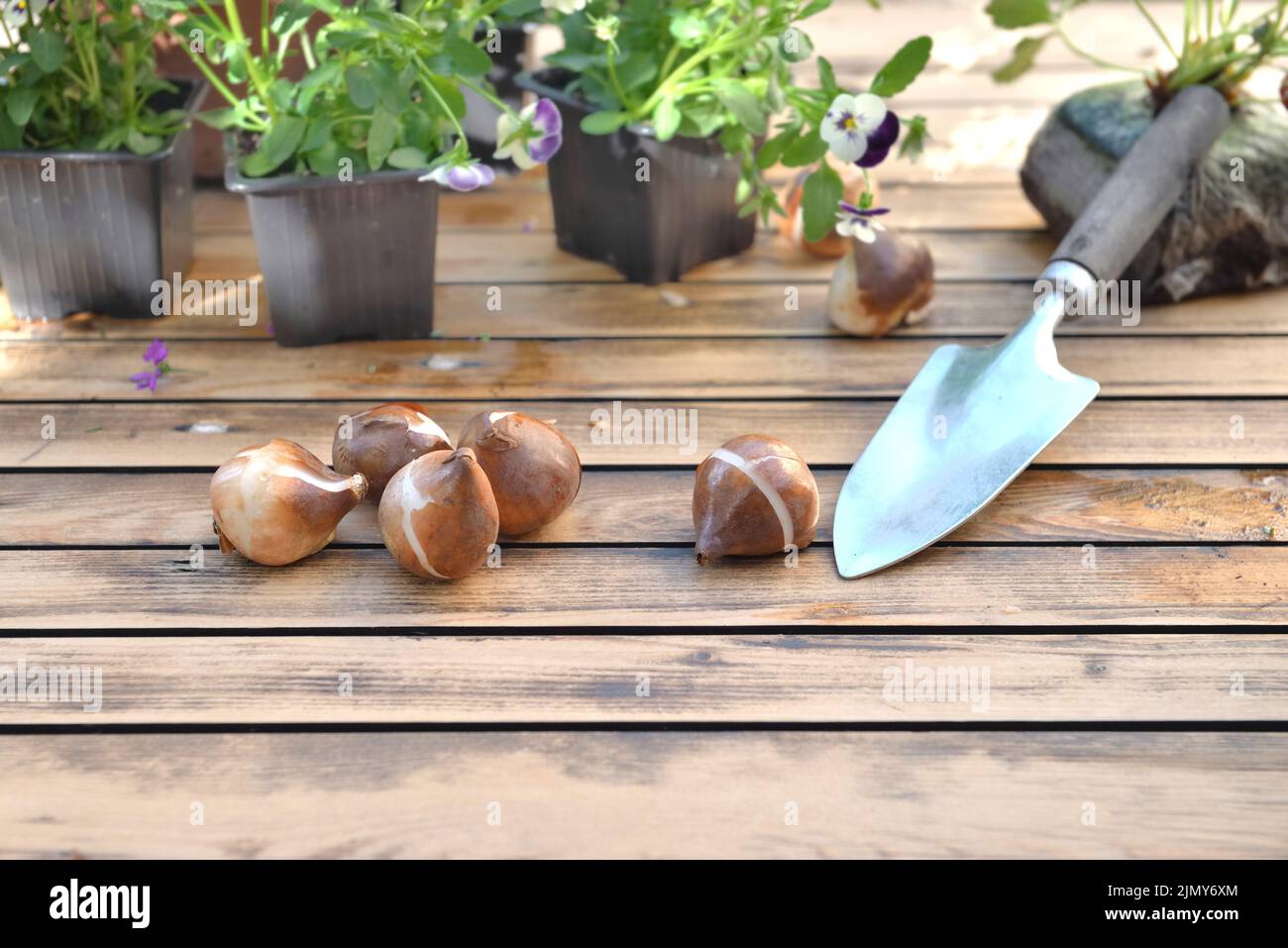 bulbs of flowers on a garden table  with a shovel for gardening Stock Photo