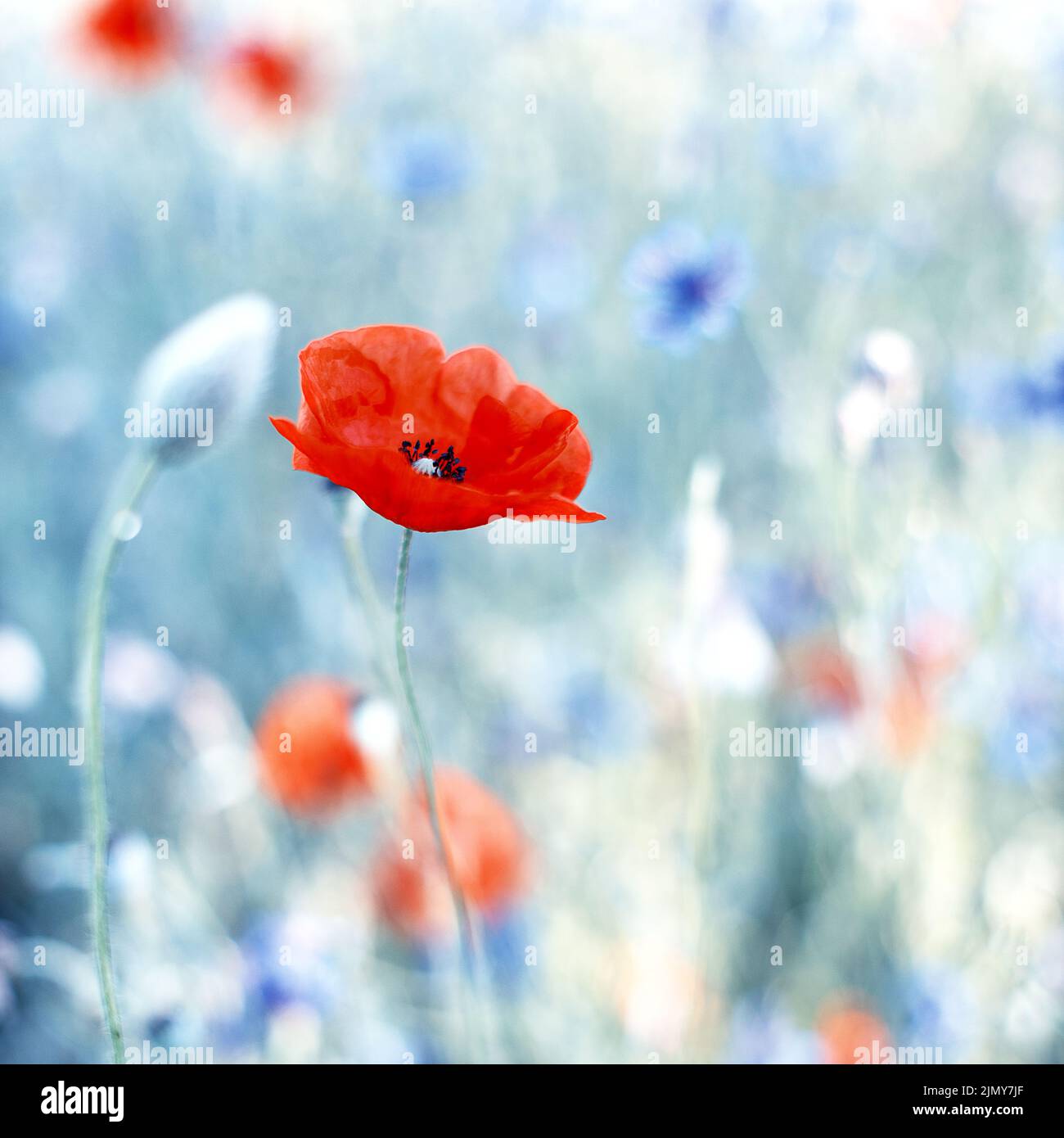 flower meadow with poppies in the foreground and cornflowers out of focus in the background Stock Photo