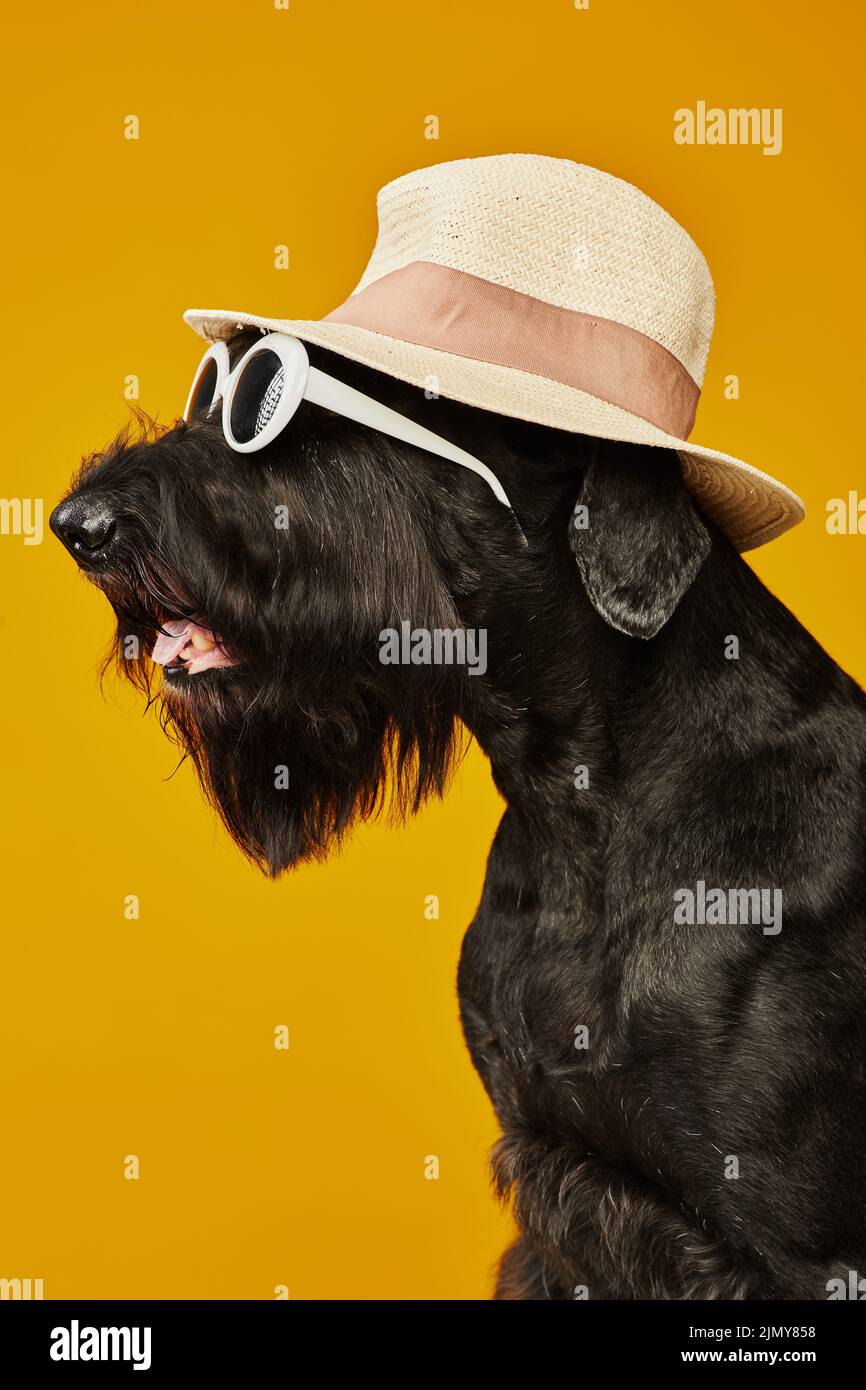 Side view of funny dog in sun hat and sunglasses sitting against yellow background Stock Photo