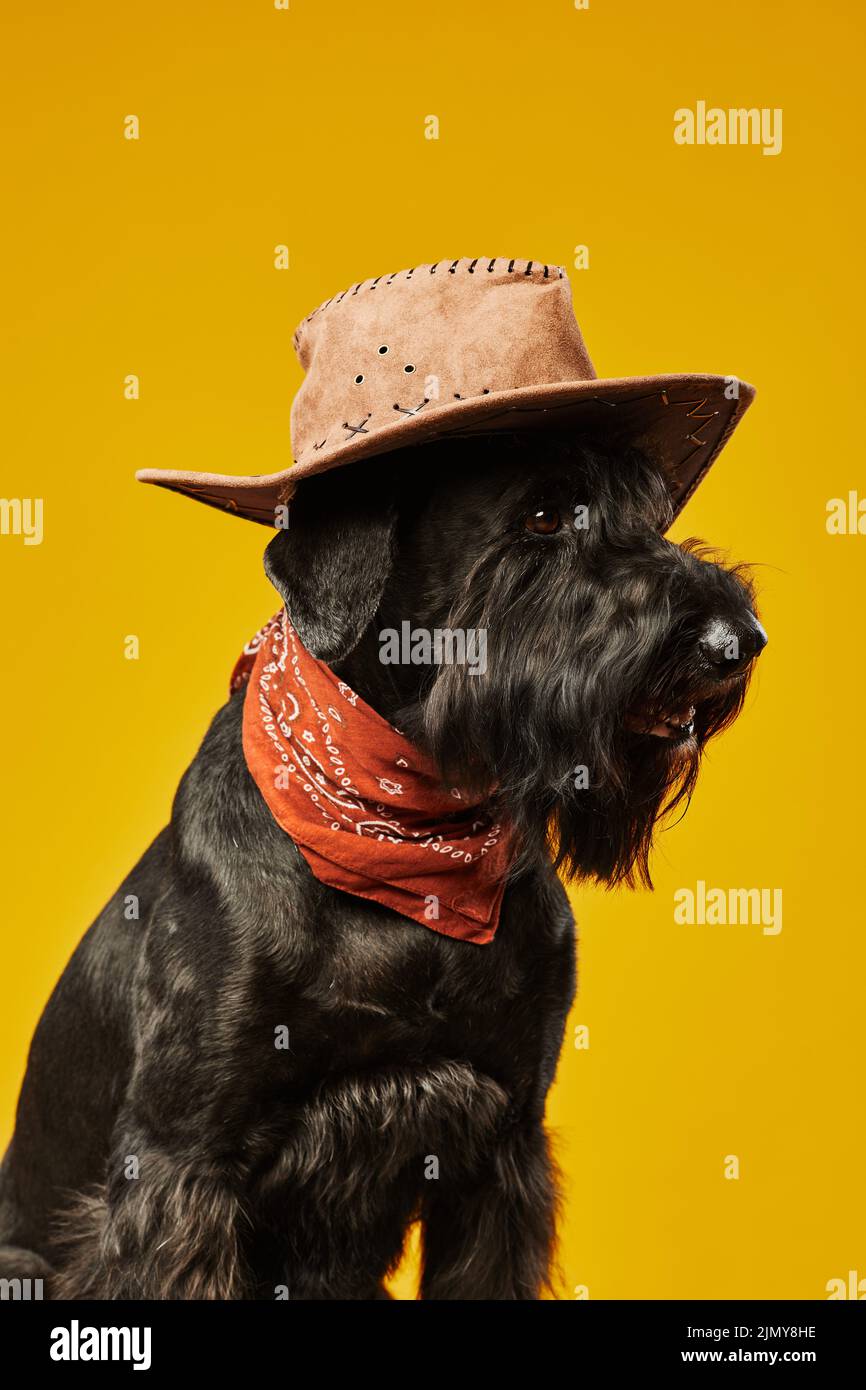 Schnauzer hat sale