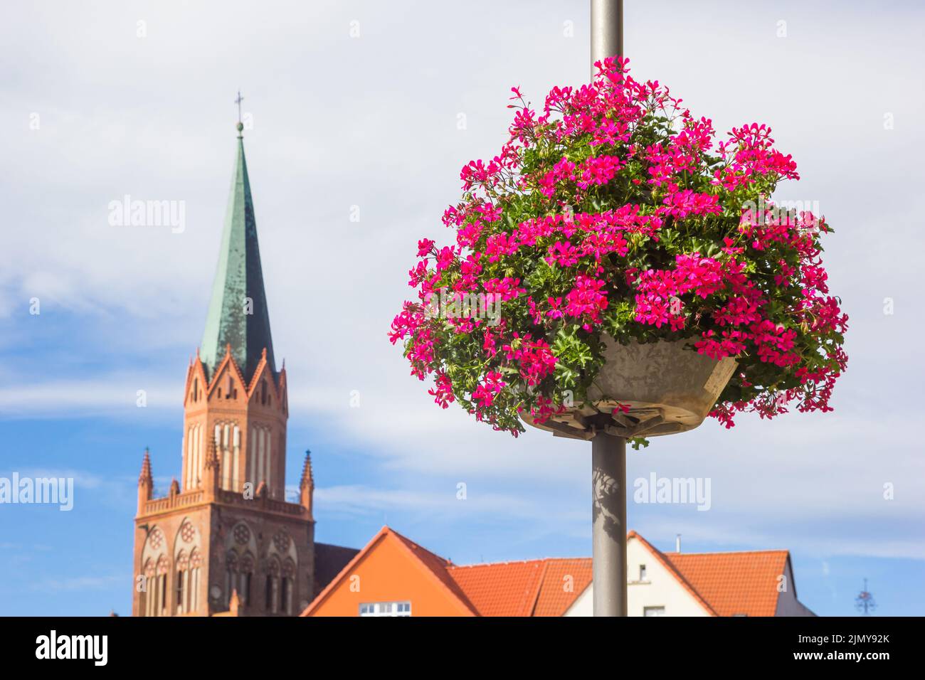 Pink flowers in front of the historic church of Trzebiatow, Poland Stock Photo