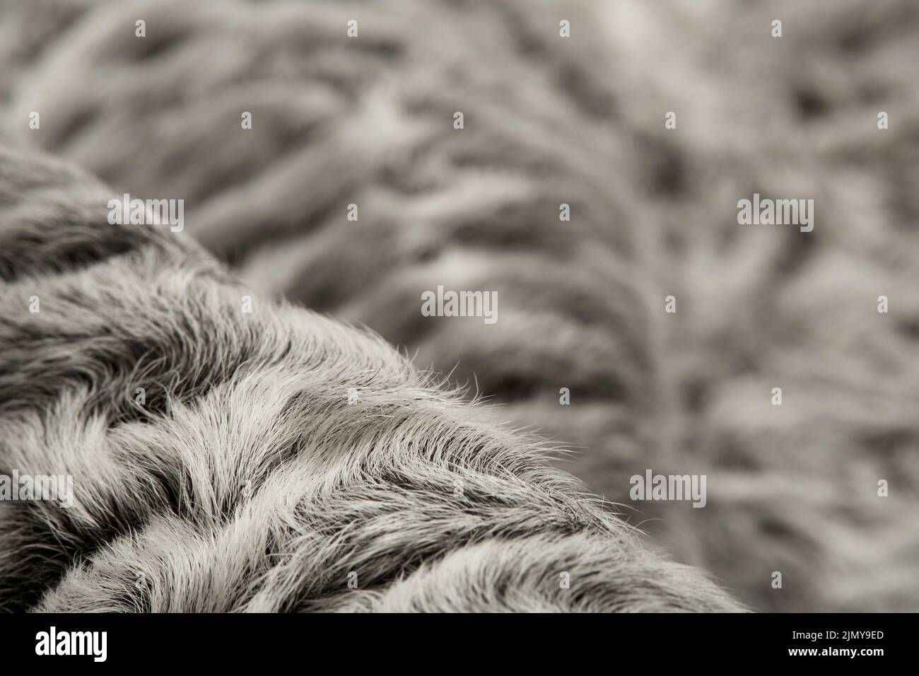 Swakara loosely laid gray fur Stock Photo