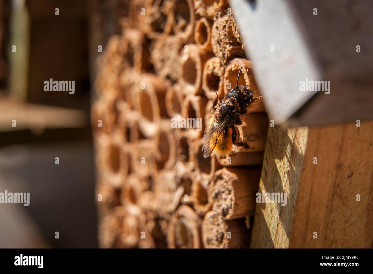 European orchard bee (Osmia cornuta) at a bee hotel, Germany. Gehoernte Mauerbiene (Osmia cornuta) an einem Bienenhotel, Deutschland. Stock Photo