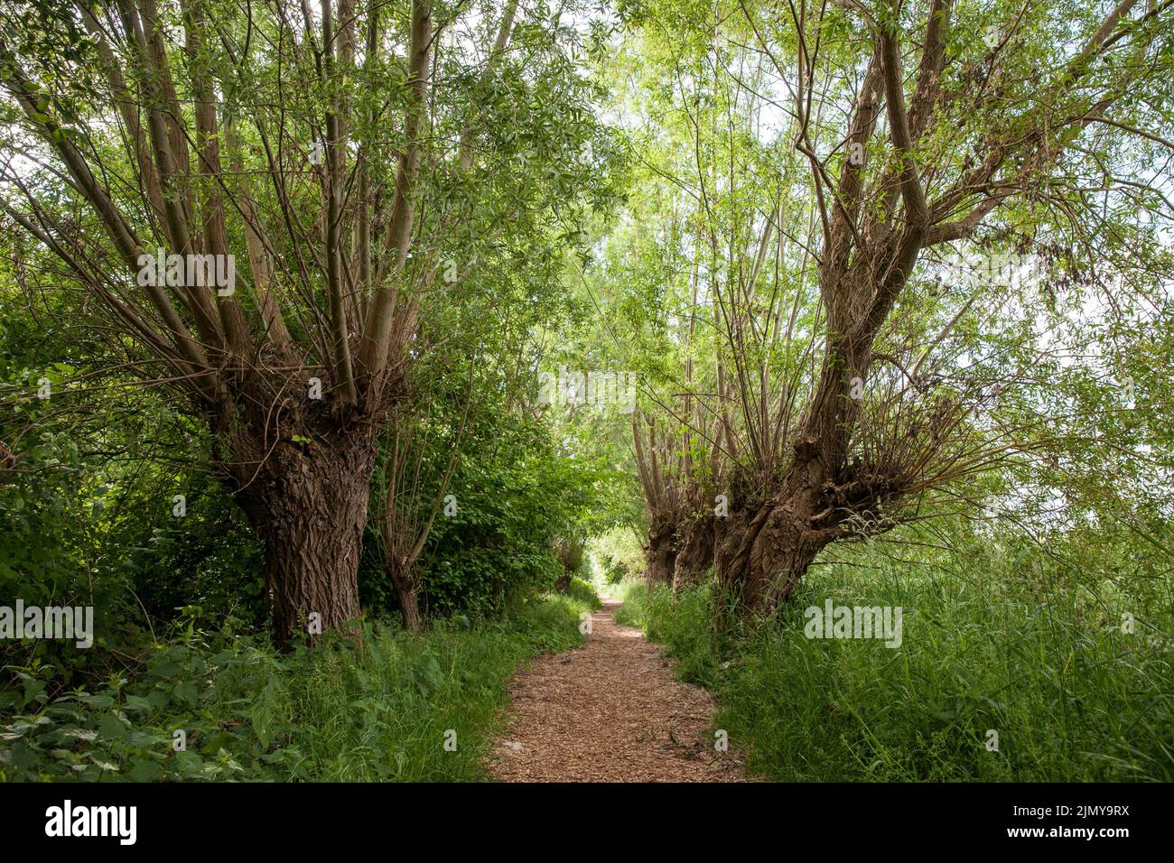 path with Pollarded willows at the nature reserve Rieselfelder near Muenster, European bird sanctuary on the area of a former irrigation area for wast Stock Photo