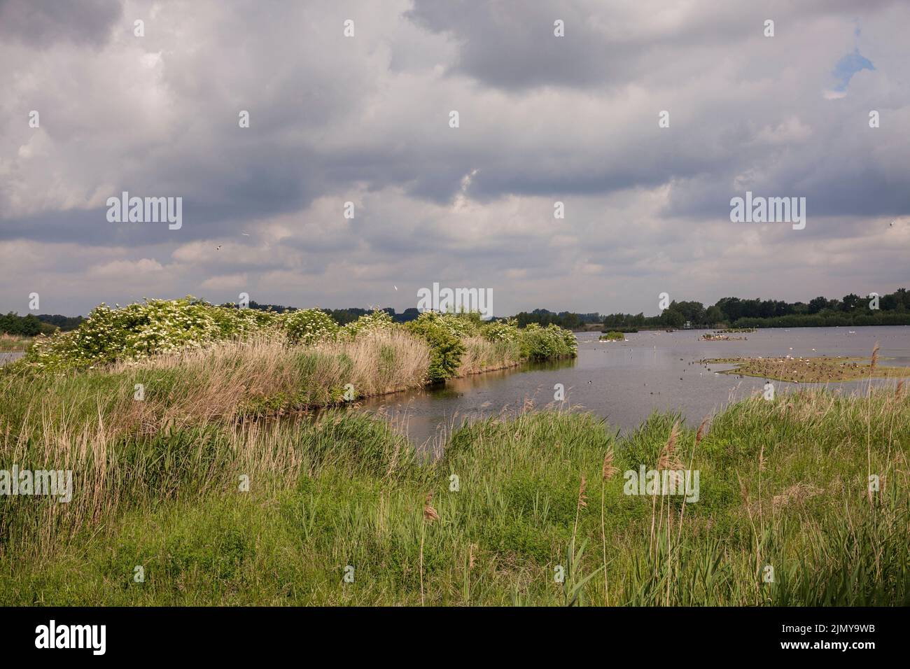 nature reserve Rieselfelder near Muenster, European bird sanctuary on the area of a former irrigation area for wastewater, North Rhine-Westphalia, Ger Stock Photo