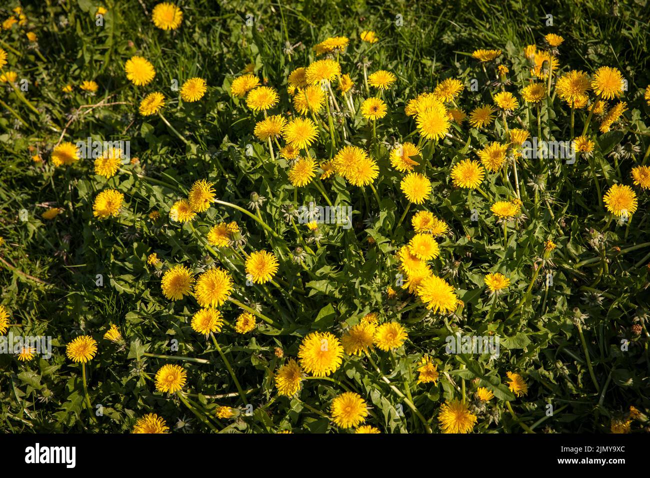 common dandelion (lat. Taraxacum), Germany Loewenzahn (lat. Taraxacum), Deutschland. Stock Photo