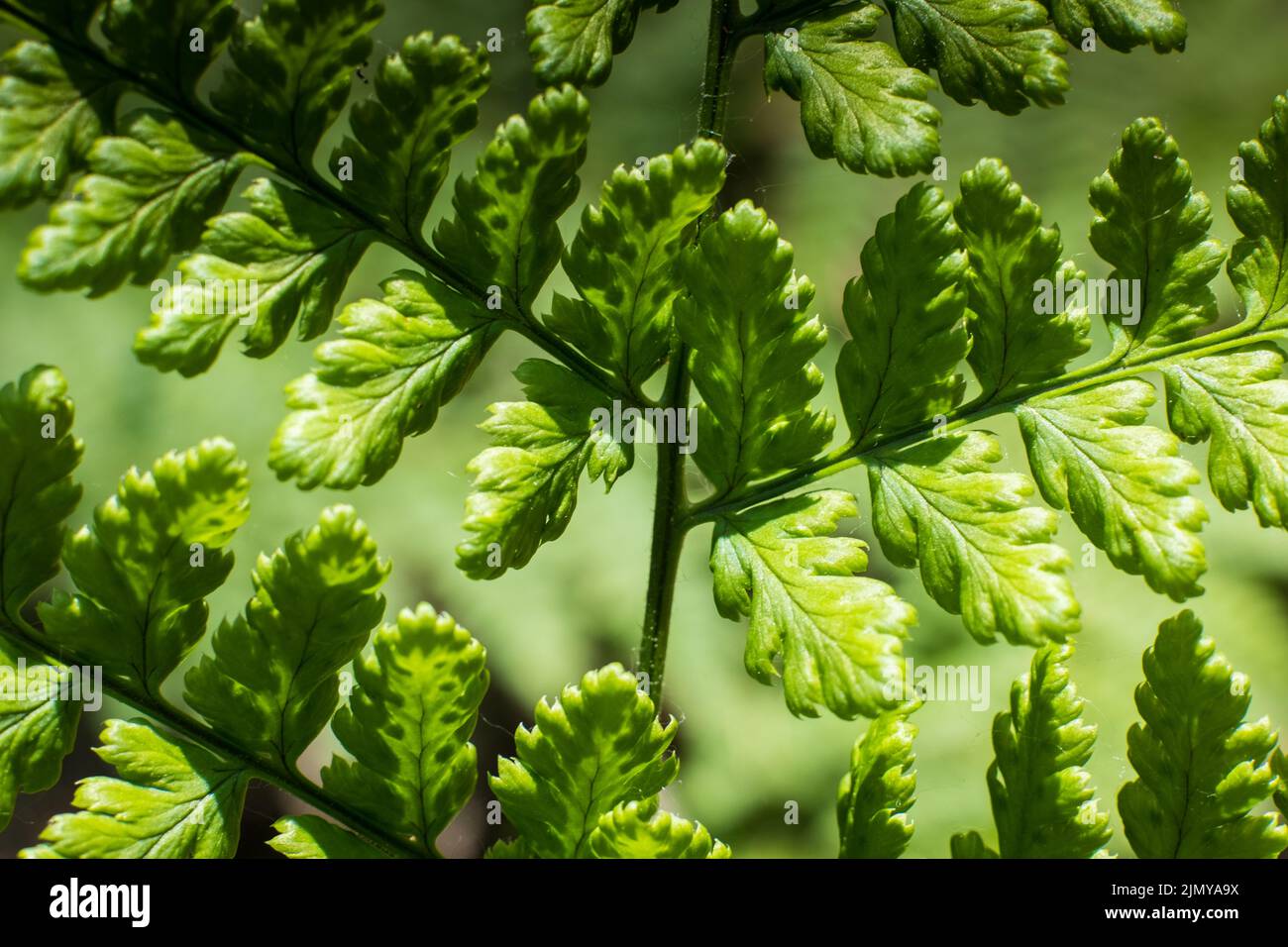 Beautyful ferns leaves, green foliage, natural floral fern background in sunlight. Natural green fern in the forest close up. Stock Photo