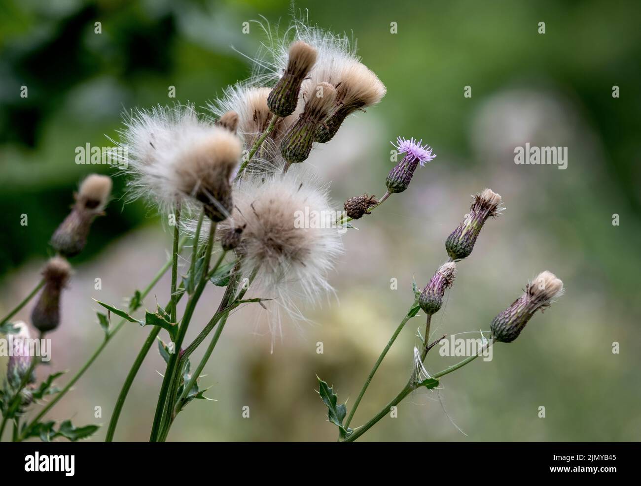A common wild Thistle plant with it's flower heads gone to seed, England. Stock Photo