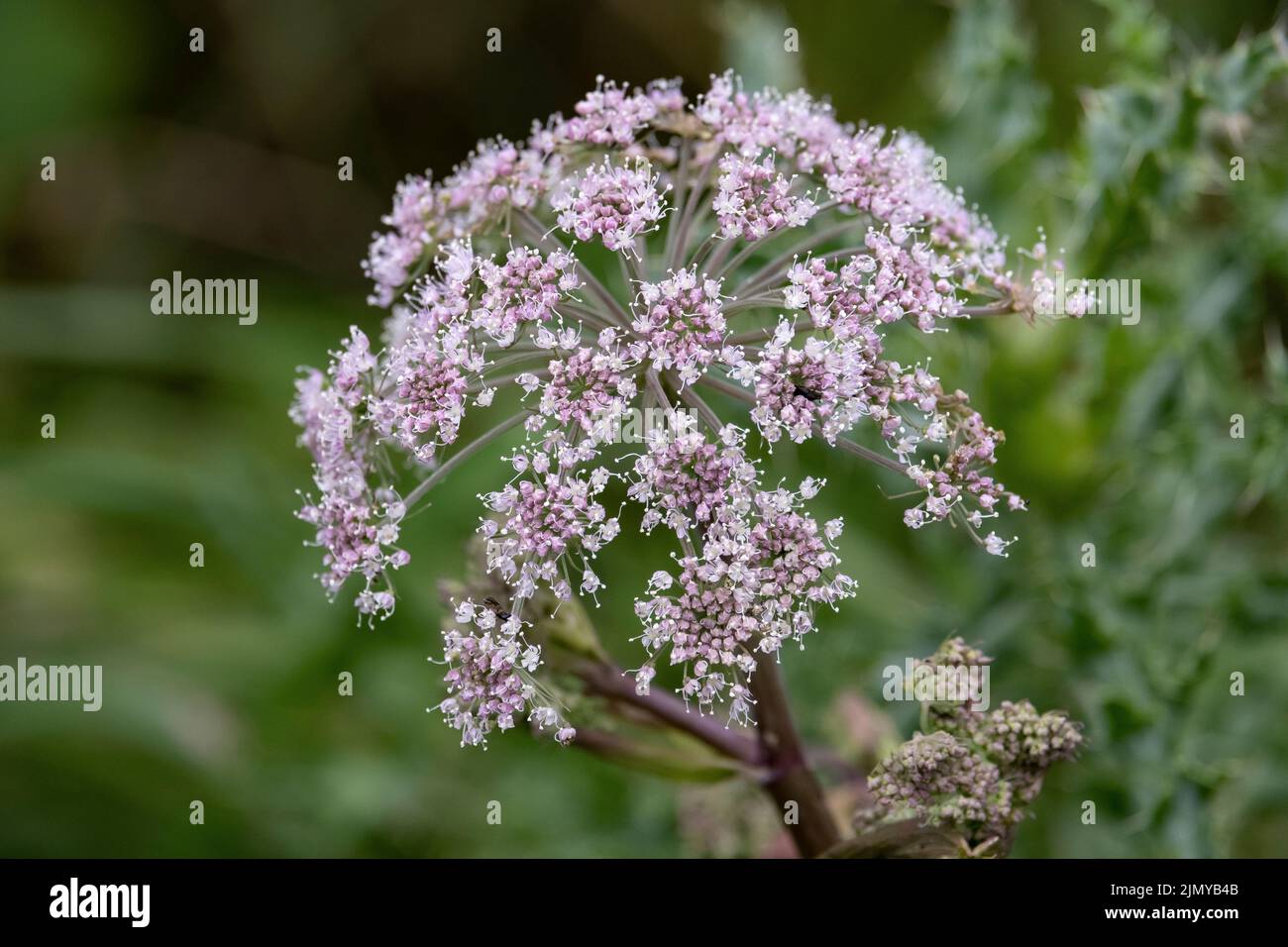 A flowering head of the Wild Angelica plant, Warwickshire, England. Stock Photo