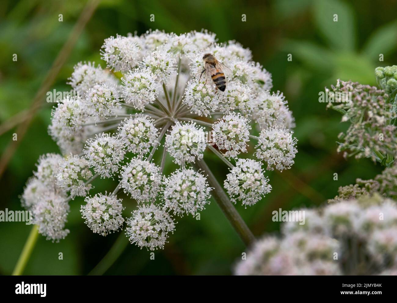 A flowering head of the Wild Angelica plant, Warwickshire, England. Stock Photo