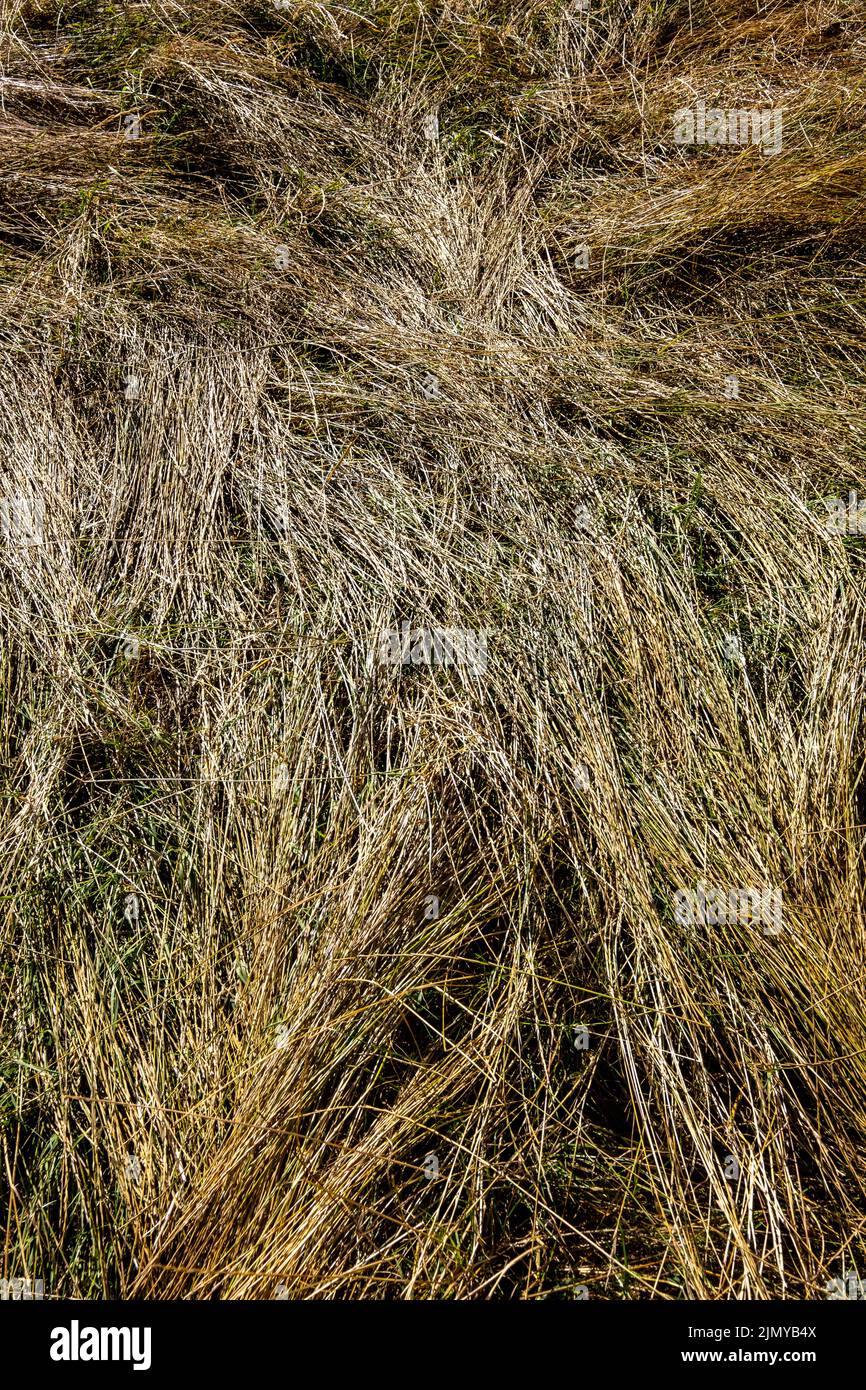 Dried summer grasses flattened by wind create abstract patterns, Worcestershire, England. Stock Photo