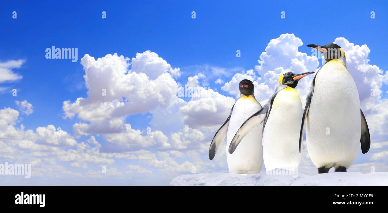 Horizontal banner with three emperor penguins on blue sky background. Copy space for text. Mock up template Stock Photo