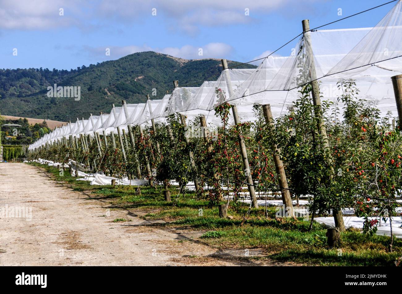 The metres of sheet covering is used as protection against large hail stones at one of the apple orchards  near Nelson in the Motueka Valley on the ed Stock Photo