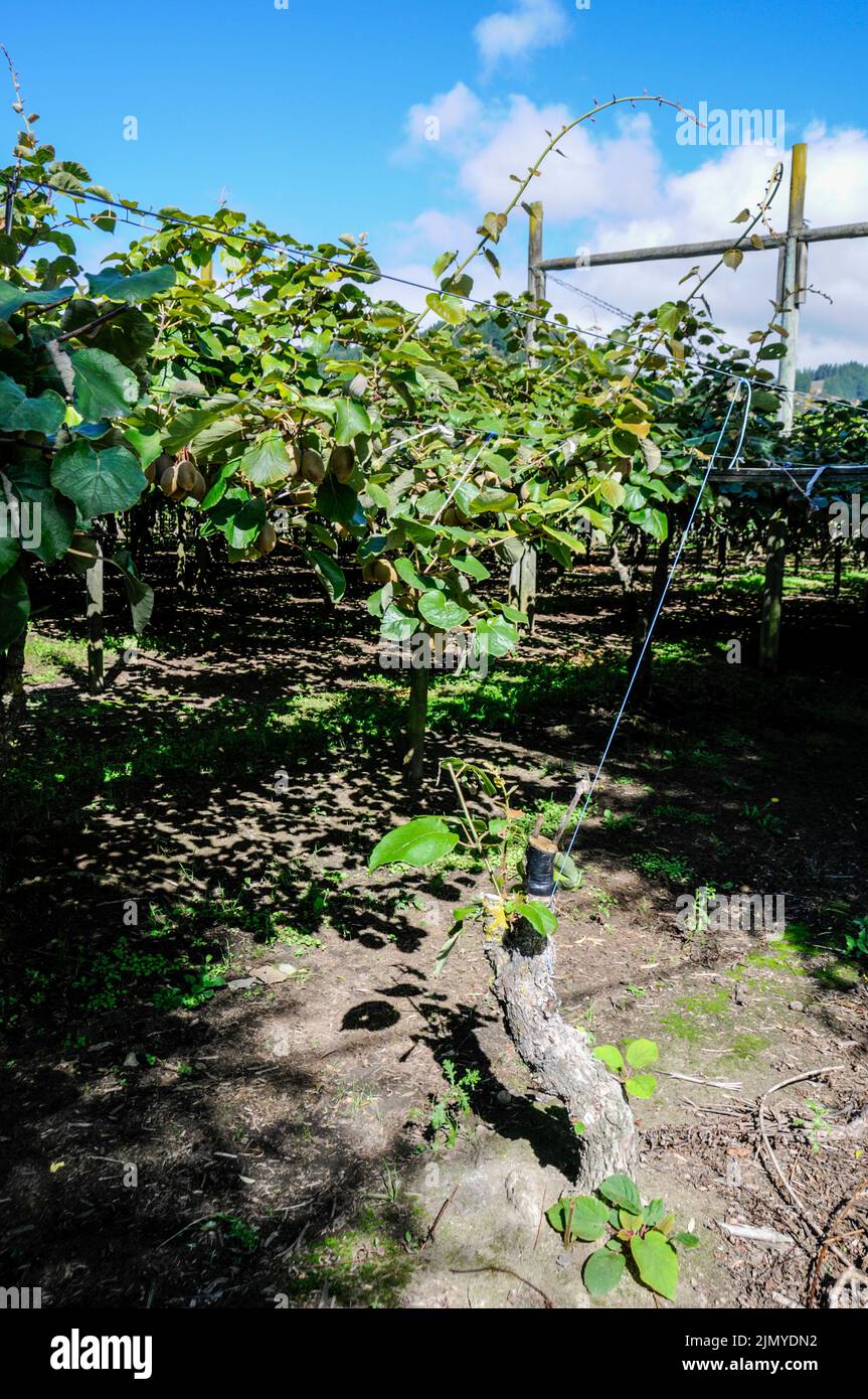 New zealand fruit hires stock photography and images Alamy