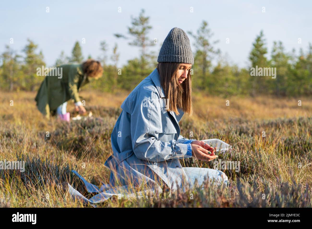 Young woman in hipster hat picks up ripe cranberries on swamp against rare trees Stock Photo