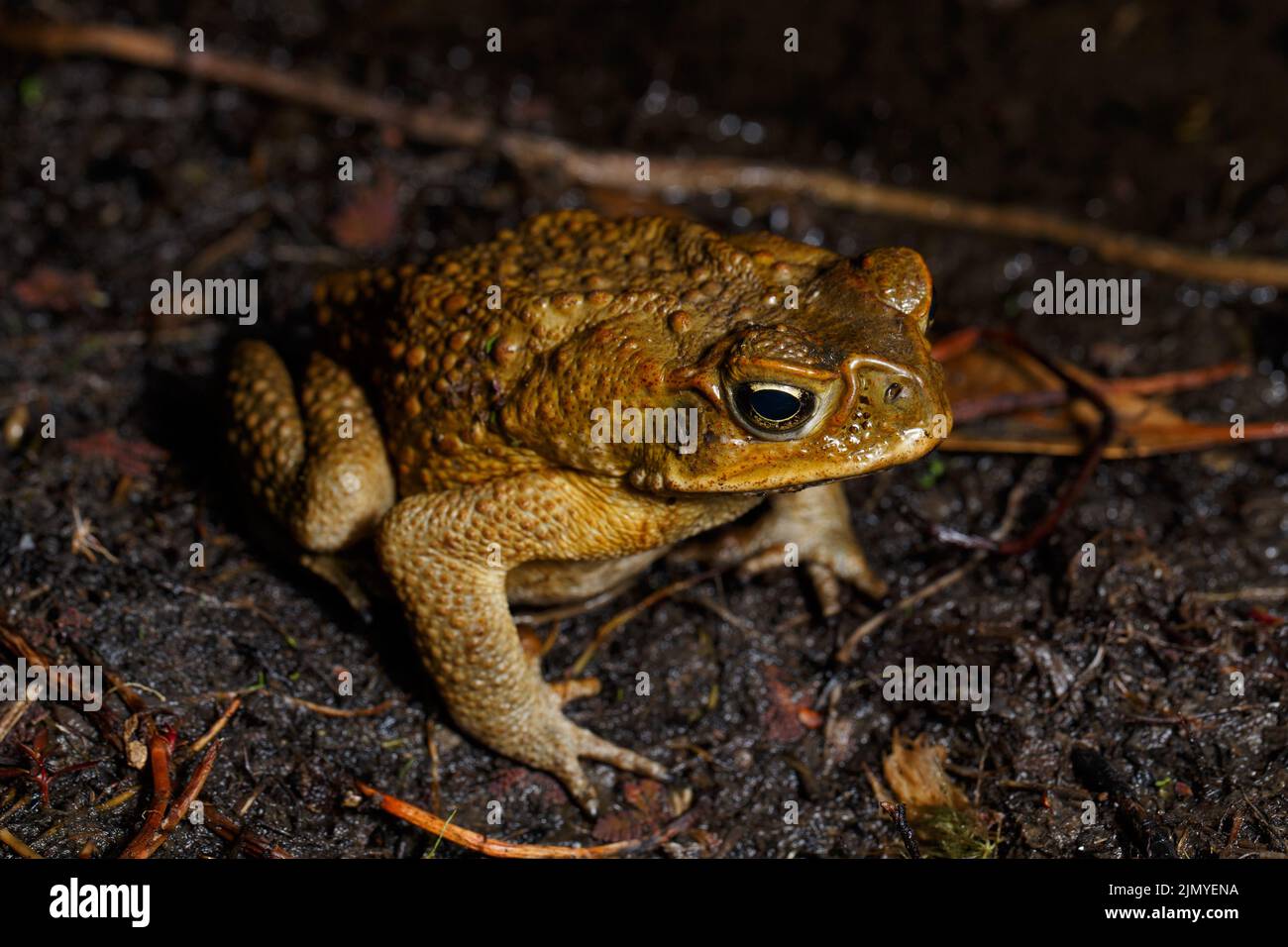 Cane Toad (Rhinella marinus) near wetland habitat Stock Photo Alamy