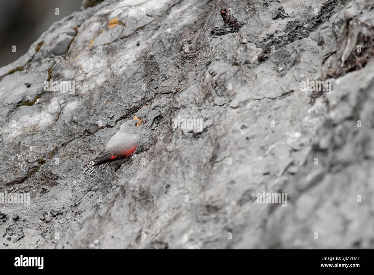 A dweller of the rocks at hunt, Wallcreeper with butterfly in the beak ...
