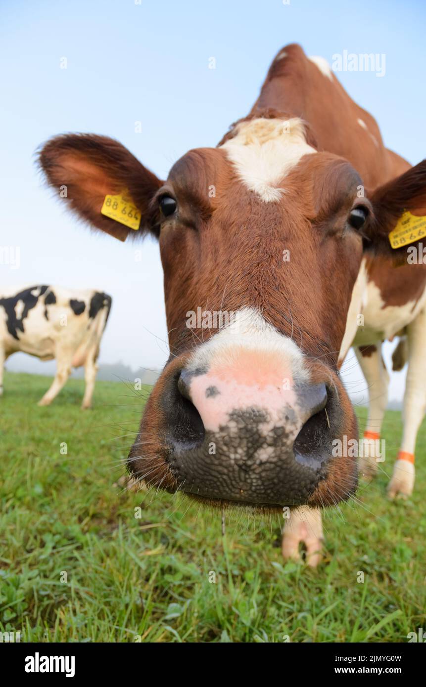 Fleckvieh cattle (Bos primigenius taurus) looking directly at camera, livestock cows on a pasture in Germany, Europe Stock Photo
