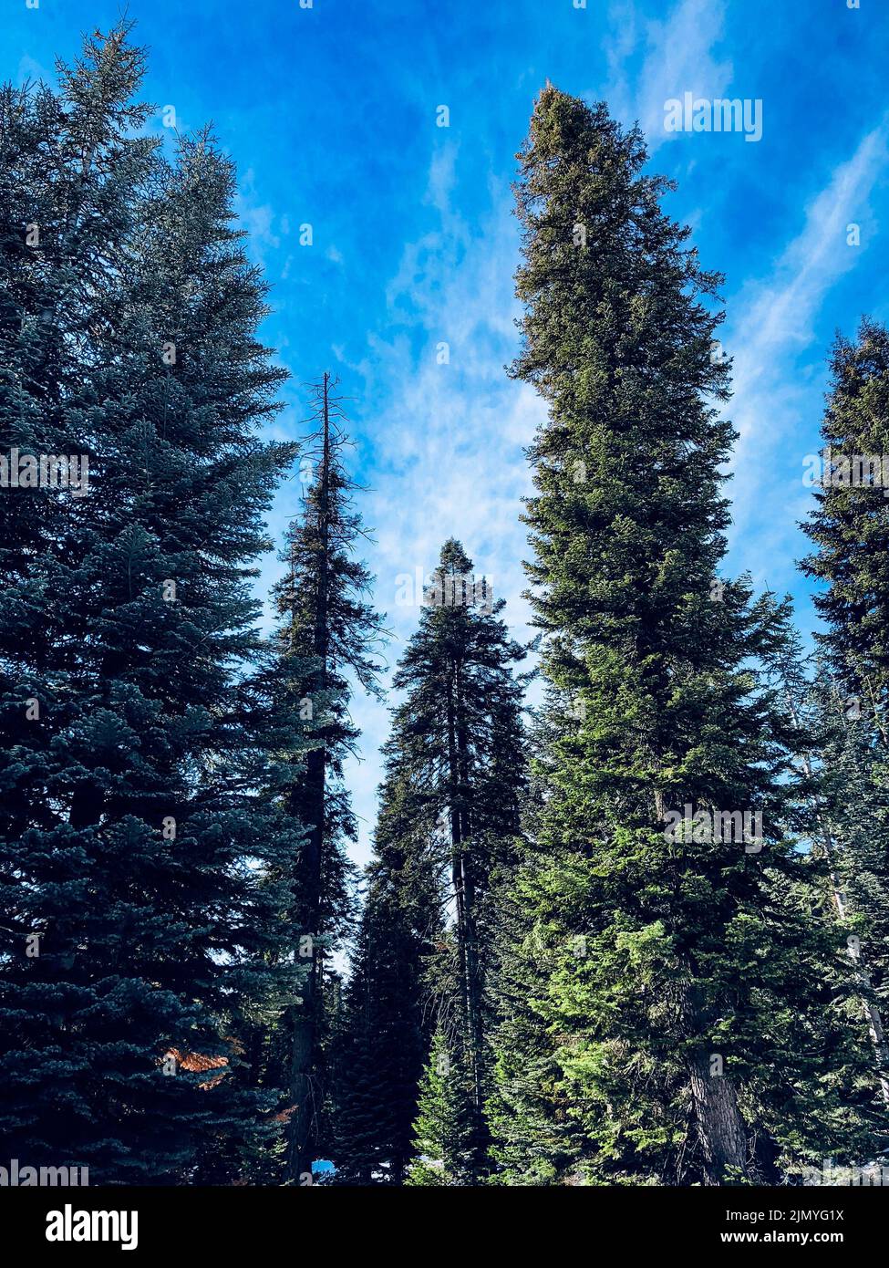 A vertical shot of tall pine trees against the bright blue sky Stock ...