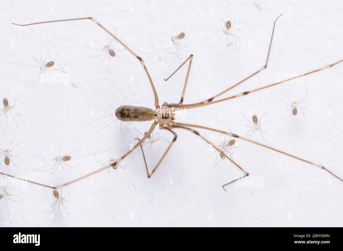 Long legs on spider hi-res stock photography and images - Alamy