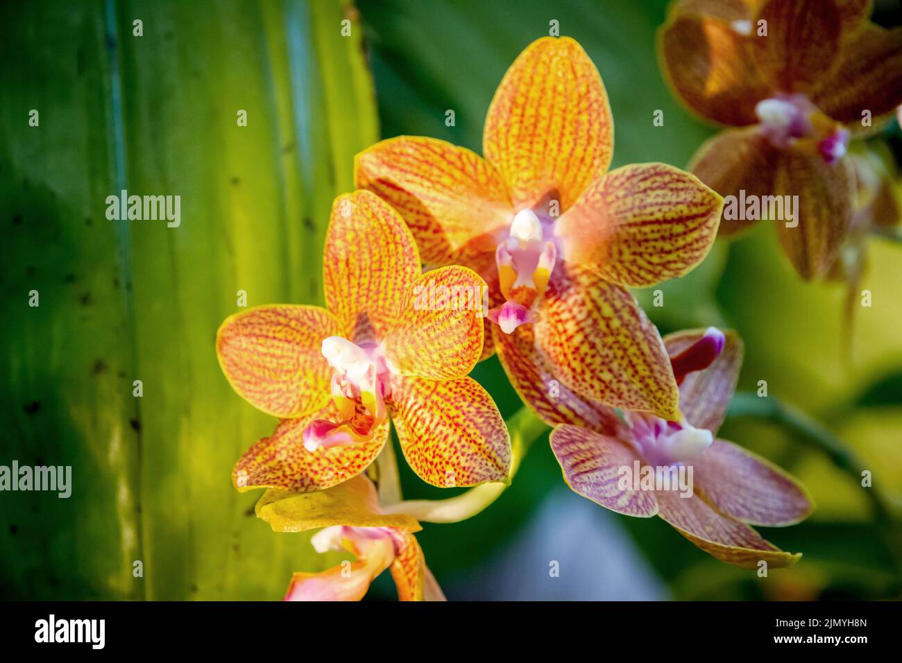 Orchid flower, Yellow Phalaenopsis. Tropical floral background Stock Photo