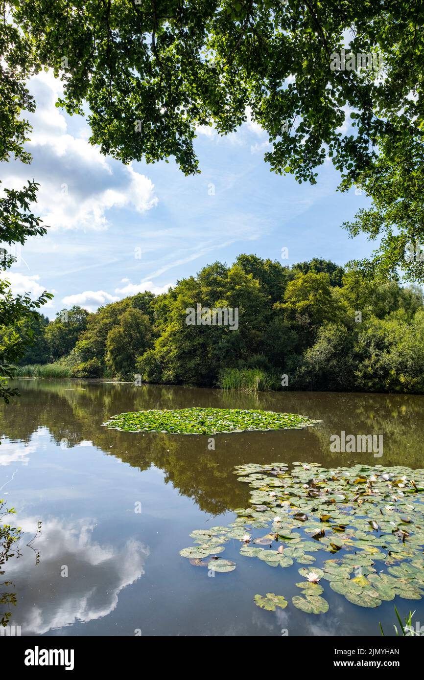 Pond with water lillies in the Cheshire countryside UK Stock Photo