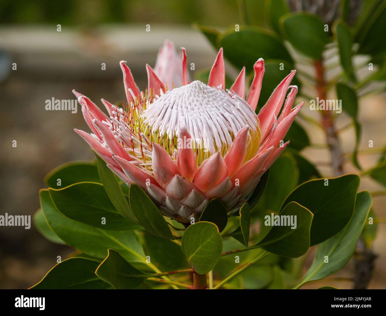 King protea flower in full bloom close-up Stock Photo