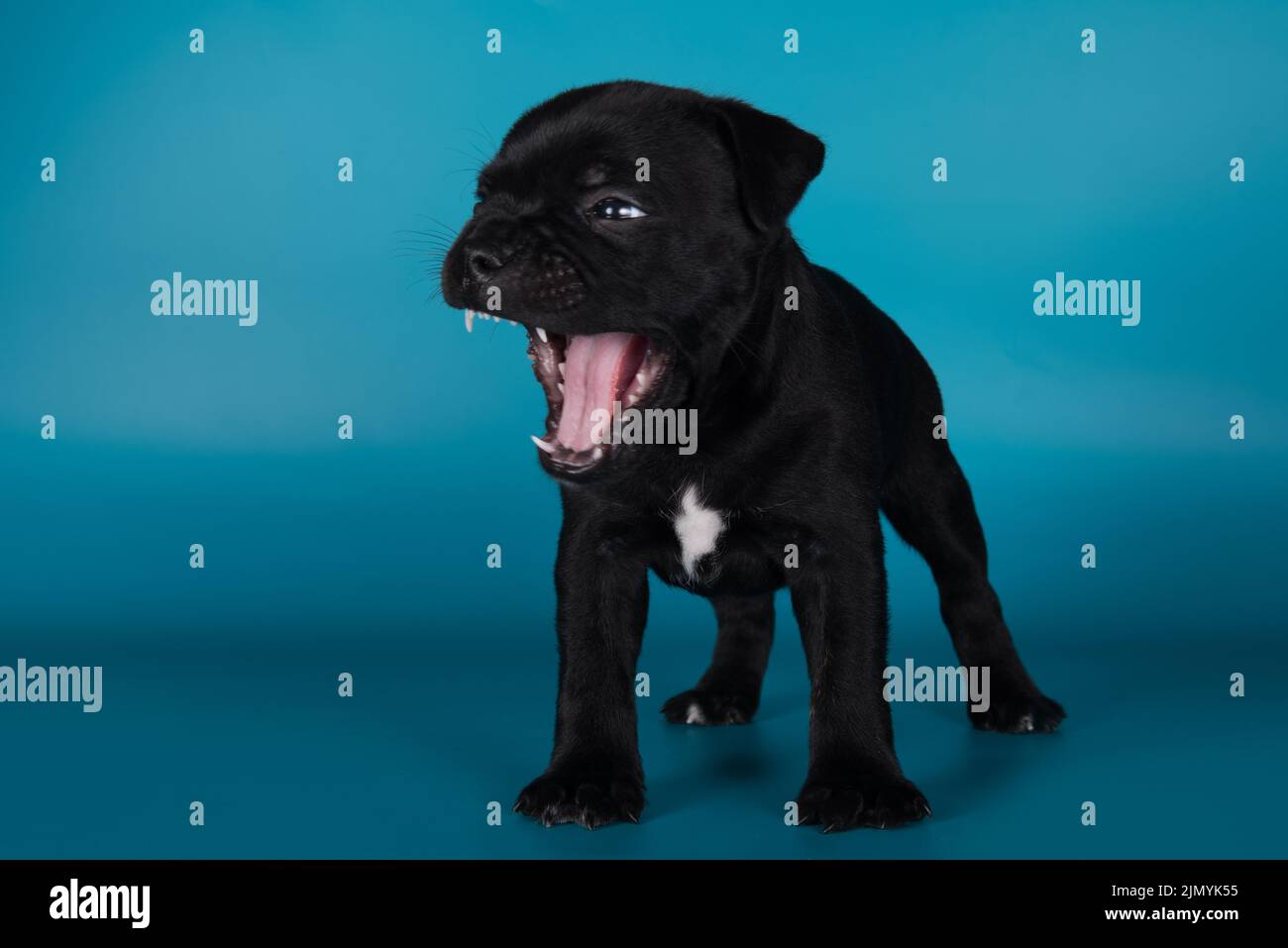 Black male American Staffordshire Terrier dog or AmStaff puppy on blue background Stock Photo