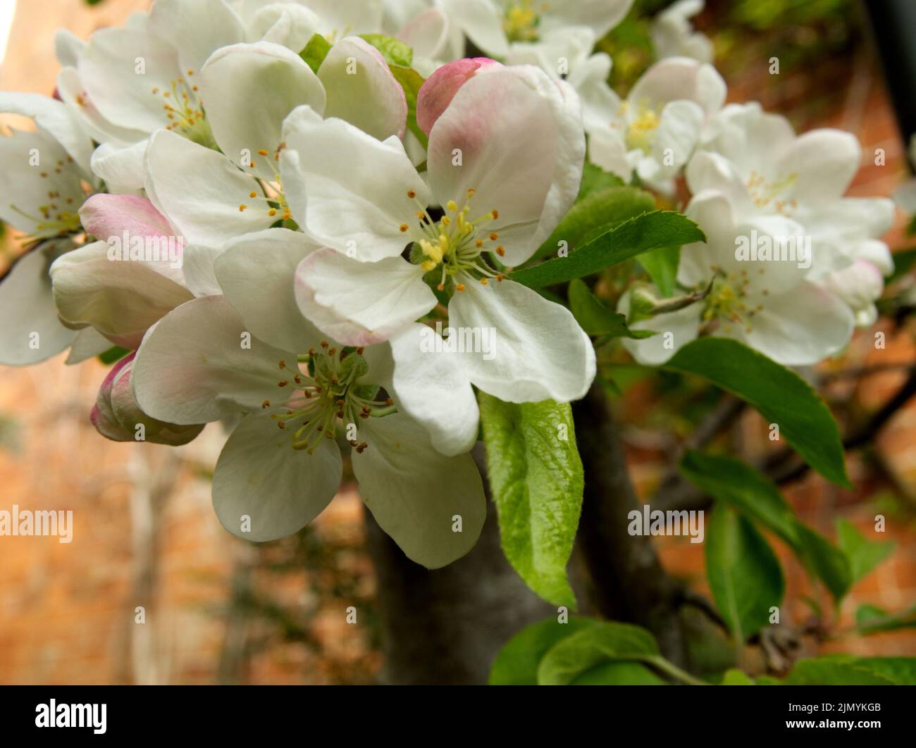 Crab apple blossom against a wall Stock Photo Alamy