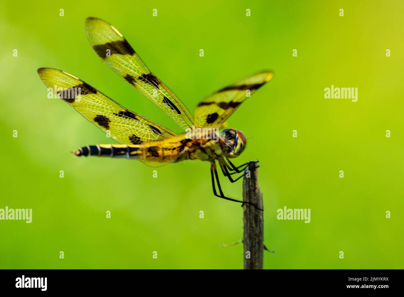 A female calico pennant perches on an old plant stalk. Stock Photo