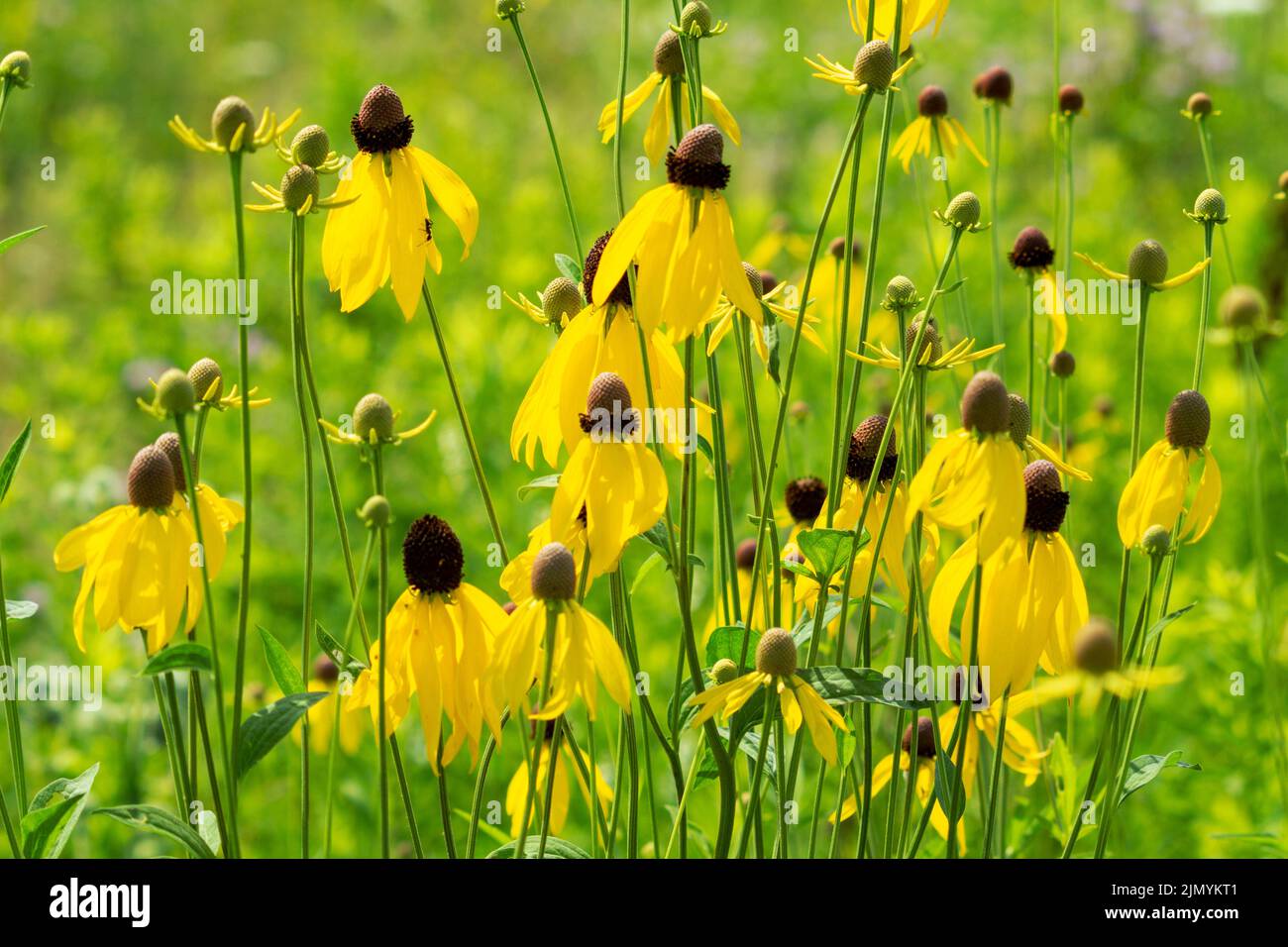 Prairie Coneflowers  Also known as:  grayhead coneflower, gray-headed coneflower, grayhead Mexican hat, pinnate prairie coneflower, yellow coneflower. Stock Photo