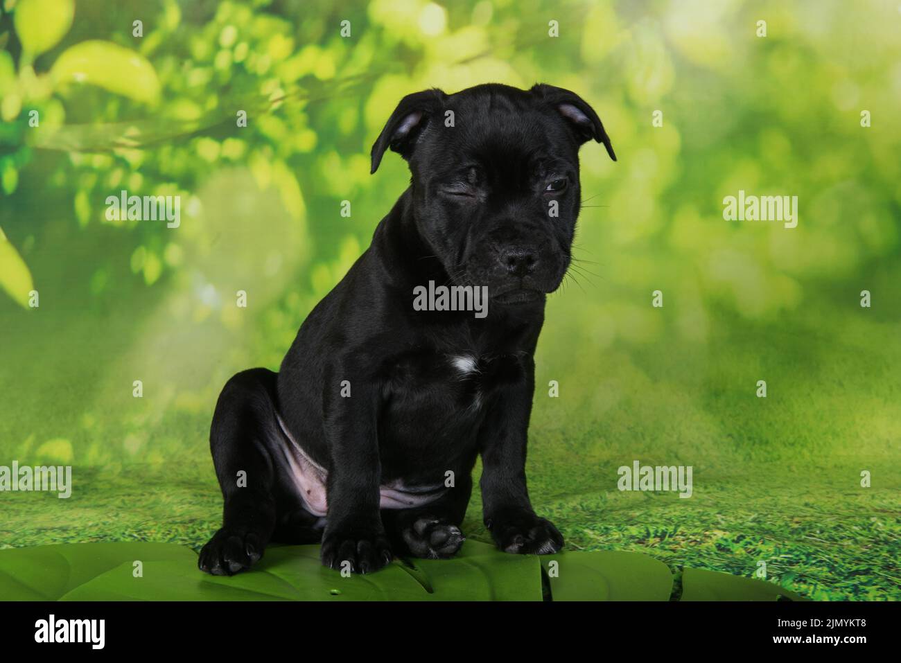 Black female American Staffordshire Bull Terrier dog or AmStaff puppy on green background Stock Photo