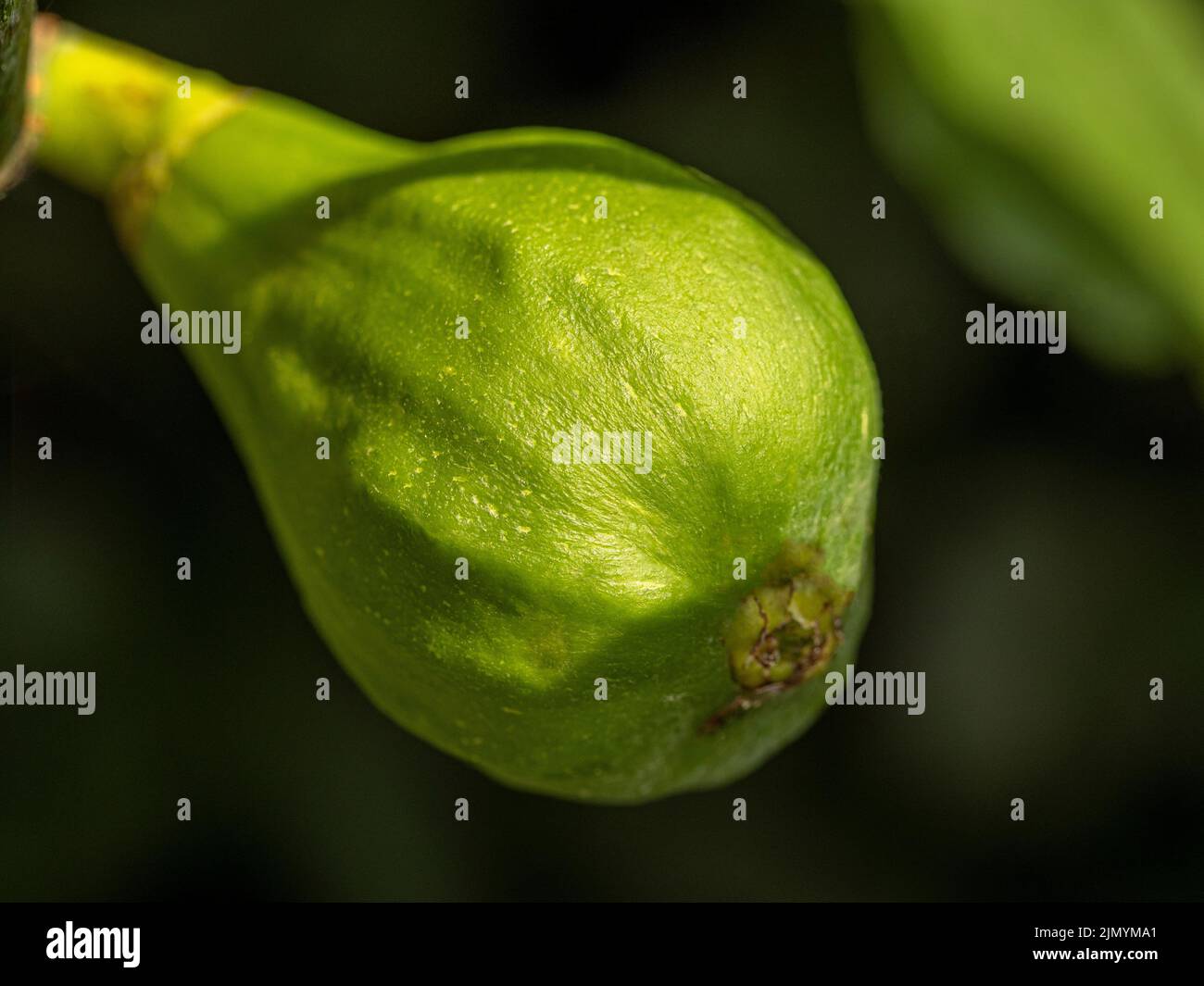 Green unripe fig. Fruit of Ficus carica 'Brown Turkey' growing in a UK