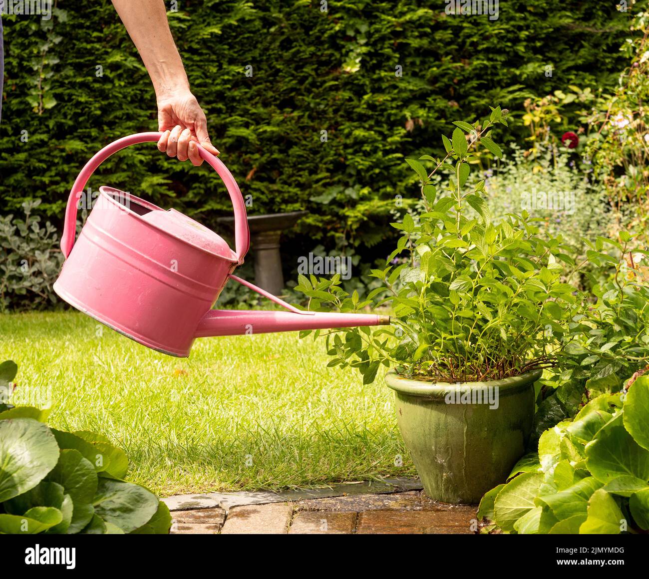 Unidentifiable caucasian adult watering a plant pot on a patio with a pink metal watering can. Stock Photo