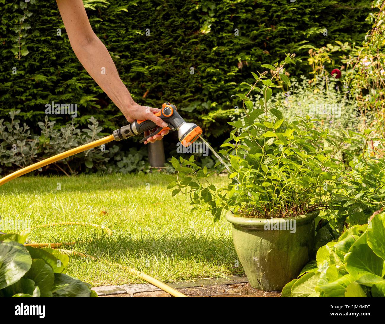 Caucasian hand watering plants growing in pots on a patio with a hosepipe in summer. Stock Photo