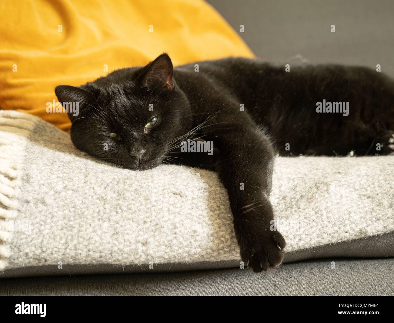 Sleepy black cat laid on a sofa with its paw hanging over the edge. Looking towards the camera. Stock Photo