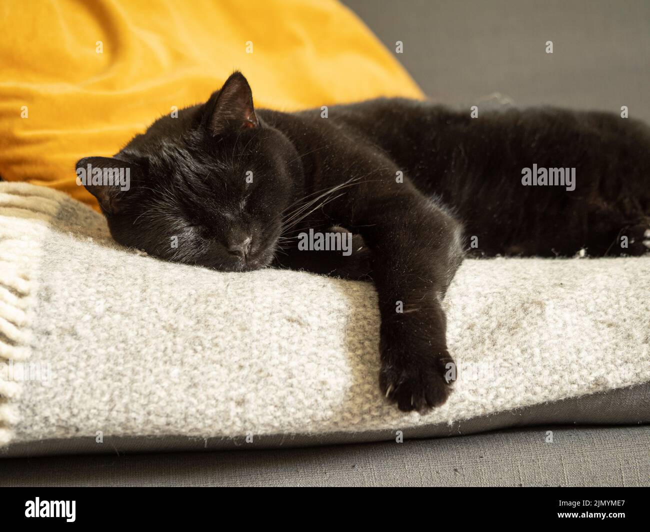 Black cat sleeping on a sofa with its paw hanging over the edge. Stock Photo