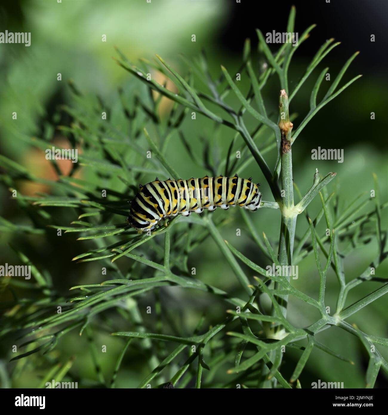 A closeup shot of a caterpillar of the Old World swallowtail on a grass Stock Photo