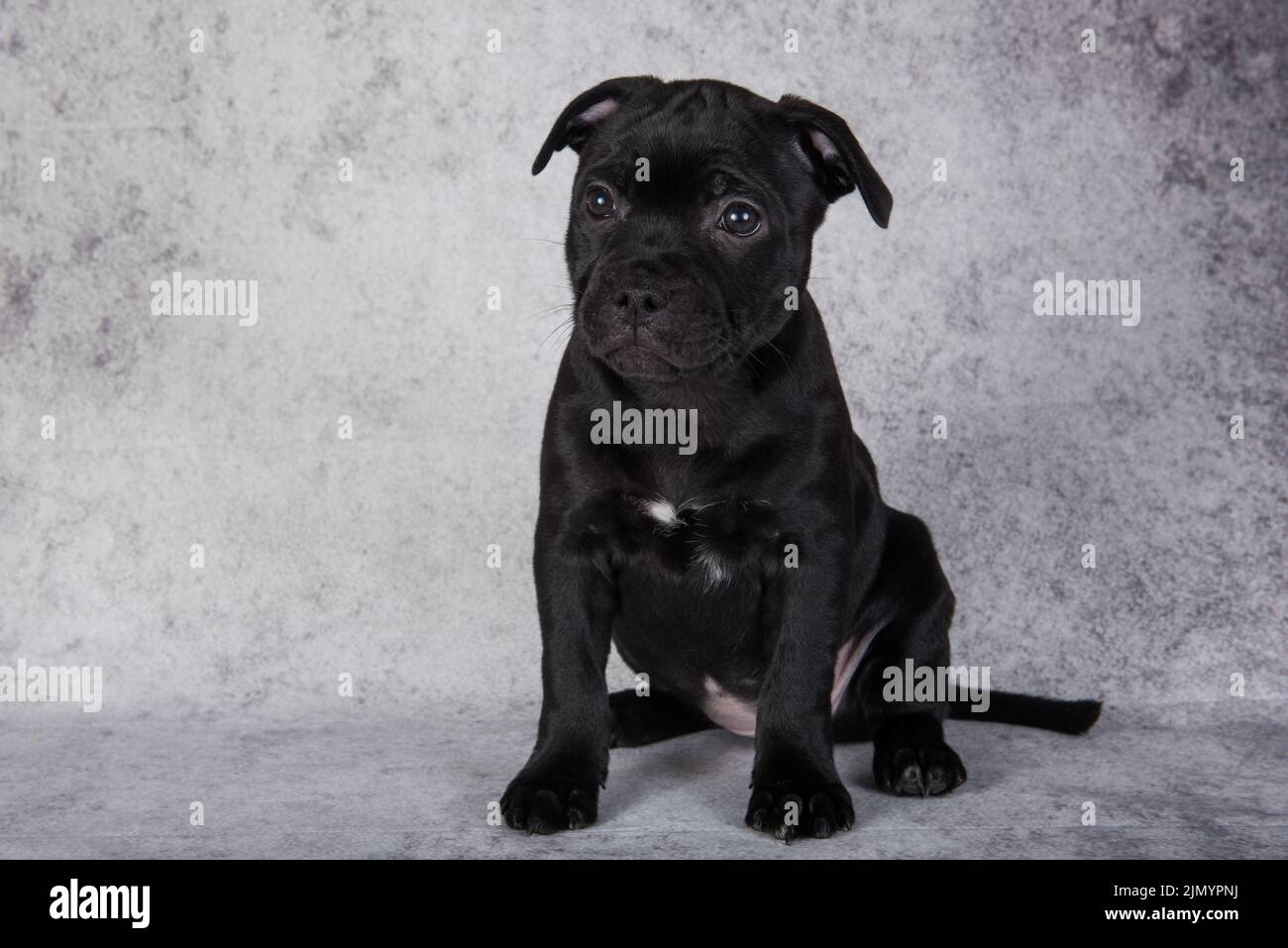 Black female American Staffordshire Bull Terrier dog puppy on gray background Stock Photo