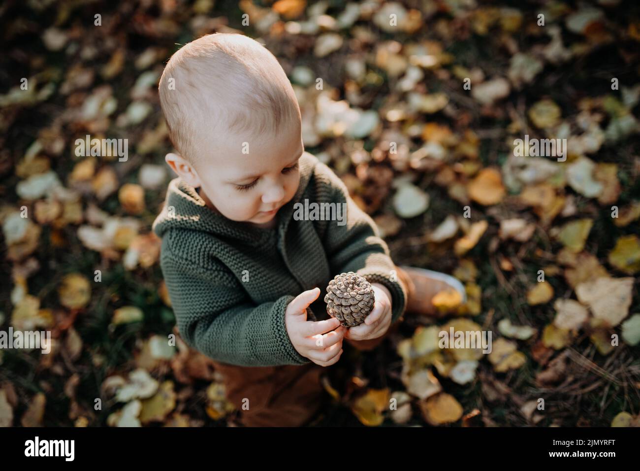 Little toddler boy exploring nature and holding pine cone outdoors in autumn forest. Stock Photo