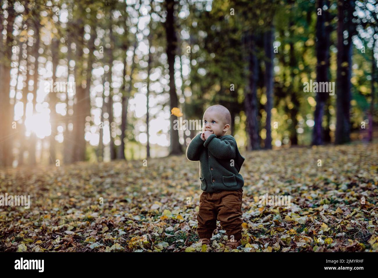 Portrait of cute little boy wearing knitted hoodie in nautre,during sunset, autumn concept. Stock Photo