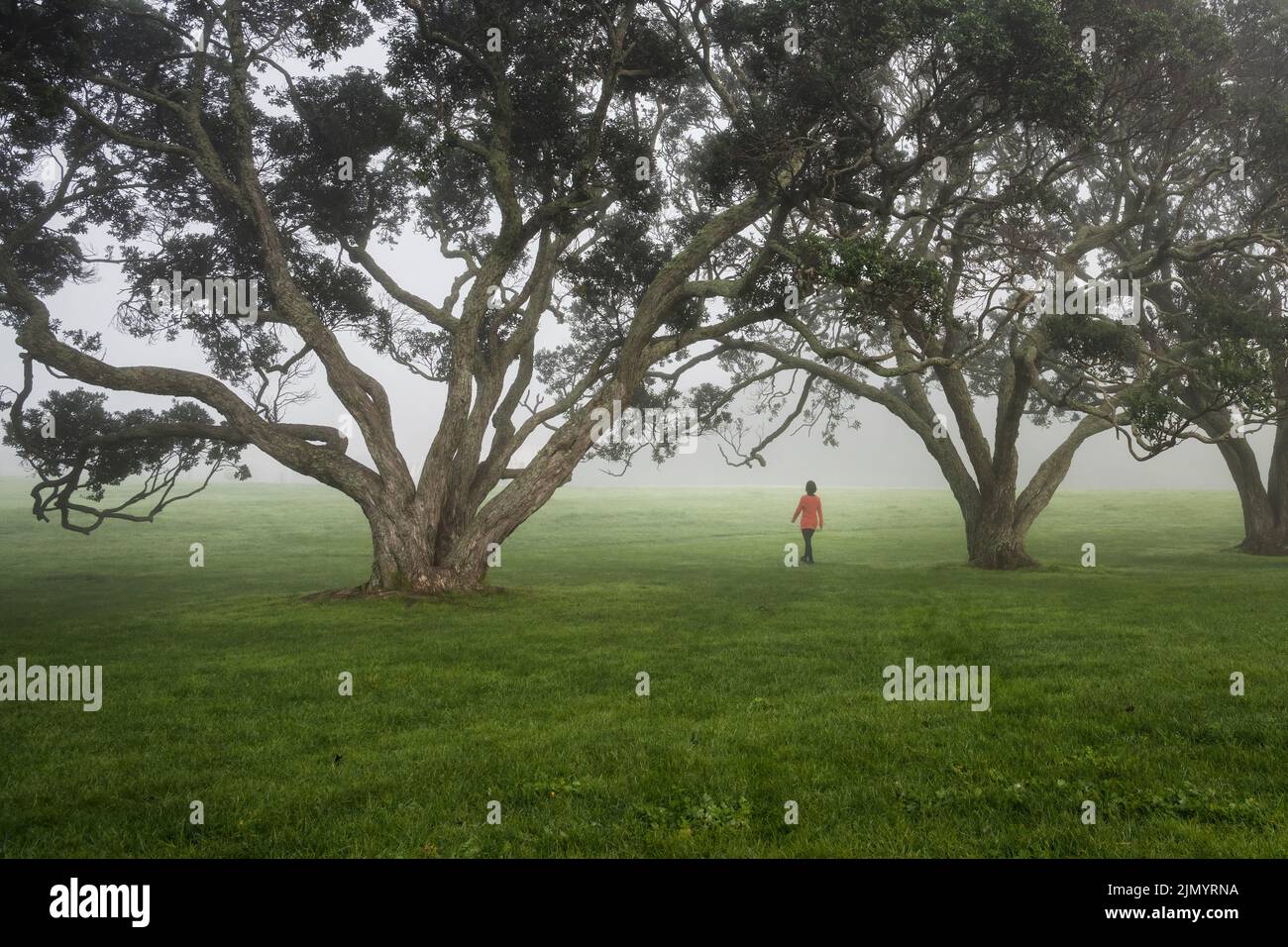 Woman walking in the fog among Pohutukawa trees. Milford Beach reserve, Auckland. Stock Photo