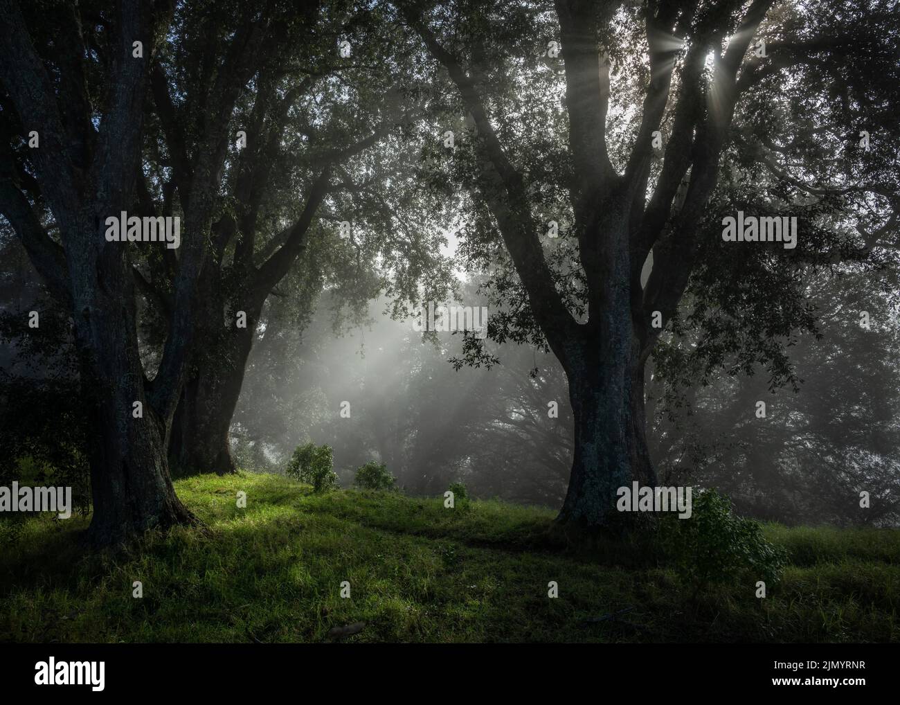 Sunlight shining through the fog in the woods, Mt Eden summit walking track, Auckland. Stock Photo