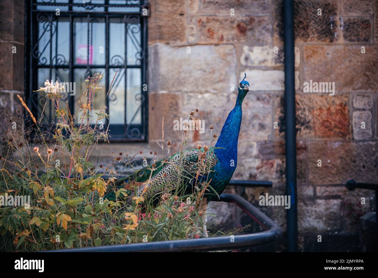 Mini zoo hi-res stock photography and images - Alamy