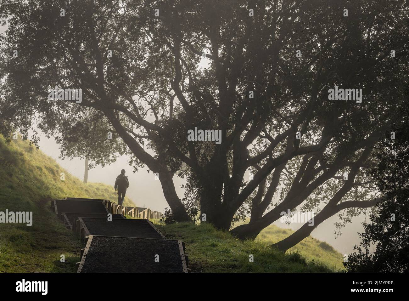 Man walking among the big trees in the fog. Mt Eden summit, Auckland. Stock Photo