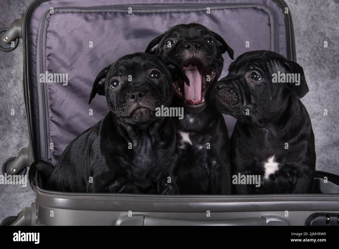 Black American Staffordshire Bull Terrier dogs puppies in a suitcas on gray background Stock Photo